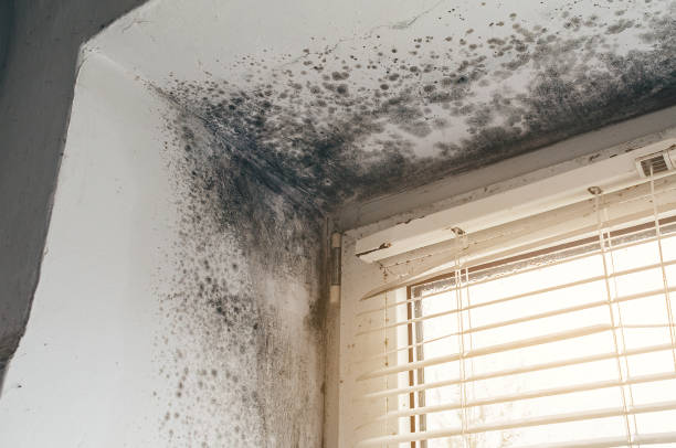 Affordable Attic Mold Remediation solutions in Hudson, CO