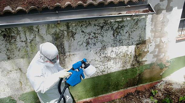 Top rated local Attic Mold Remediation specialists in Hudson, CO